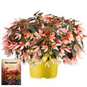 Afbeelding van Ms P12 Begonia groovy Salmon bicolor